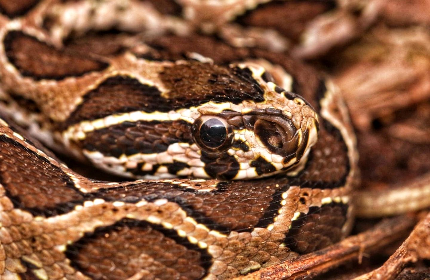 Off-Grid Cabin with Breathtaking Rainforest Views and Wildlife in Sri Lanka