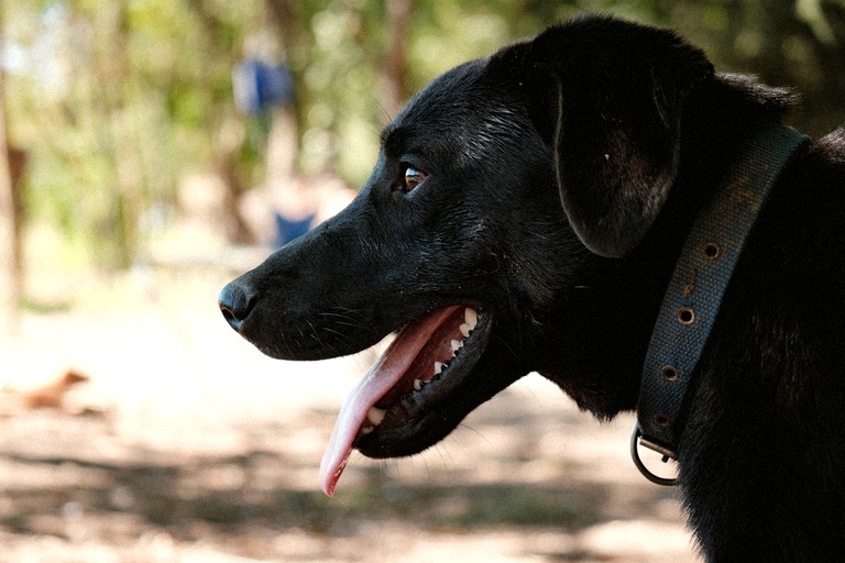 Cottages (Russia, --, --)
