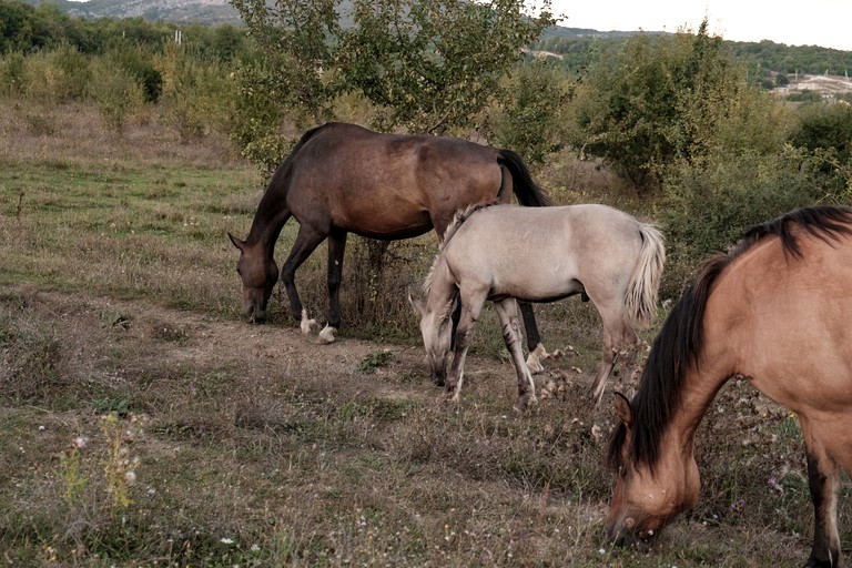 Cottages (Russia, --, --)