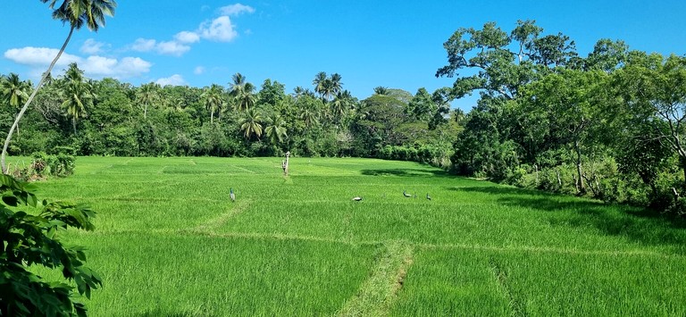 A-Frames (Sri Lanka, --, --)