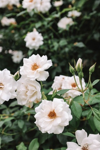 Vacation Rentals (Australia, Bellbrook, New South Wales)