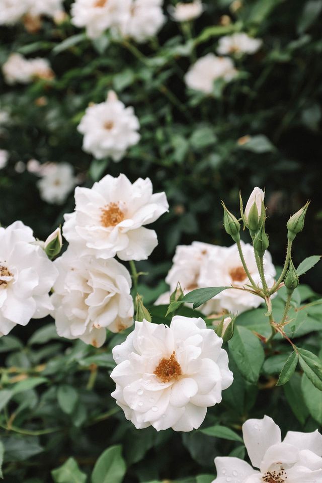 Beautiful Secluded Cottage in Bellbrook, New South Wales