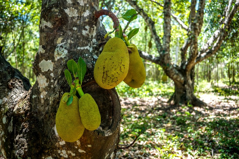 Domes (Mexico, Solferino, Quintana Roo)