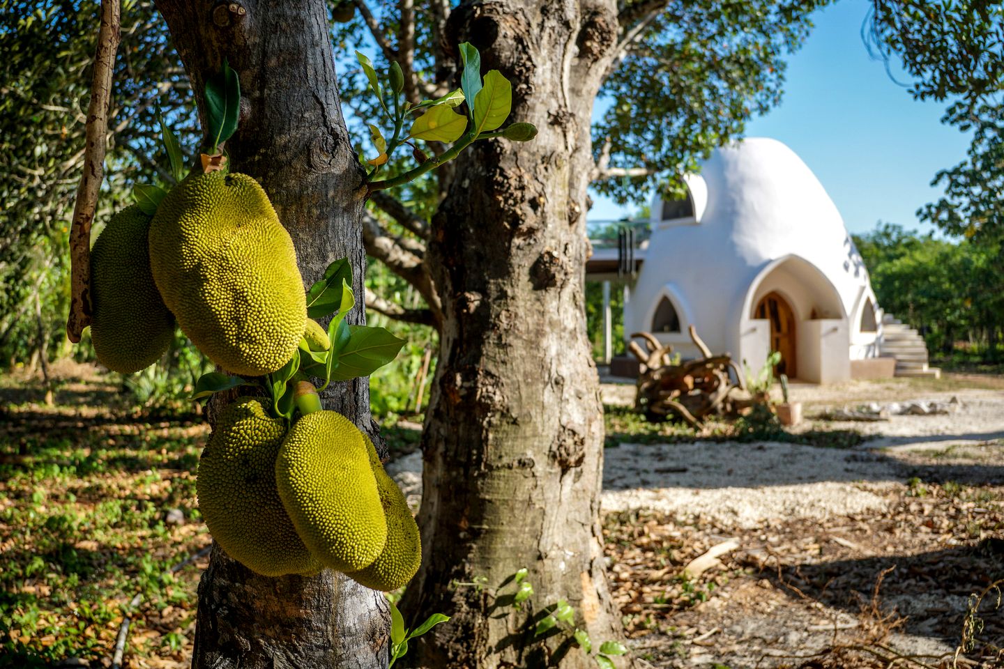 Magnificent Dome Surrounded by Trees in Solferino, Quintana Roo