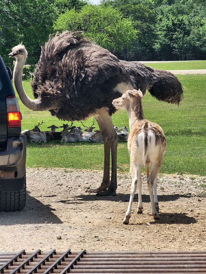 Texas Safari Camp Hummingbird Tree House