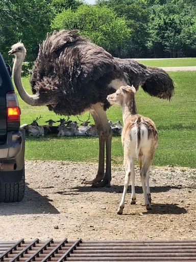 Tree Houses (United States of America, Kaufman, Texas)