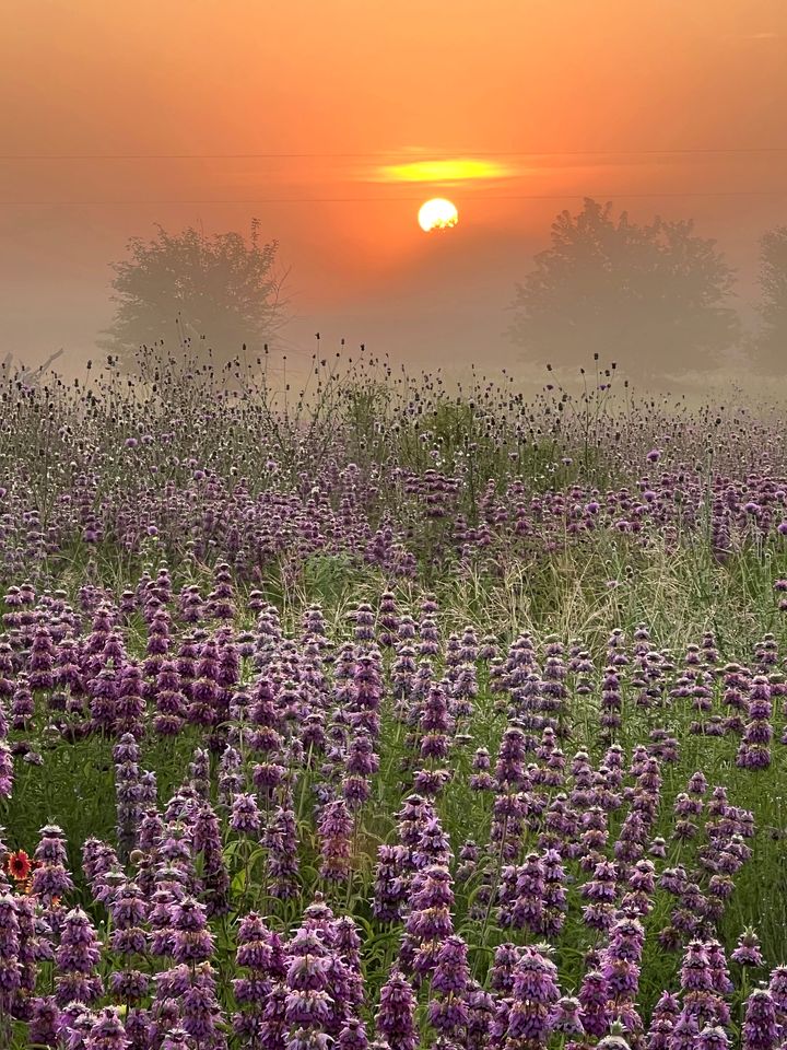 Off-Grid Tented Cabin with Fire Pit in Valley Mills, Texas