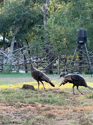 Tented Cabins (United States of America, Valley Mills, Texas)