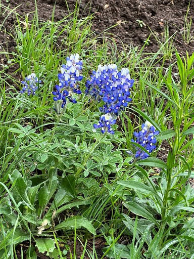 Tented Cabins (United States of America, Valley Mills, Texas)