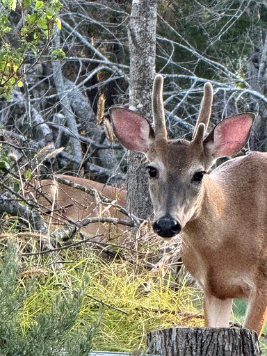 Tented Cabins (United States of America, Valley Mills, Texas)