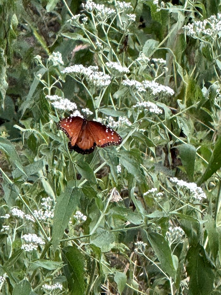 Off-Grid Tented Cabin with Fire Pit in Valley Mills, Texas
