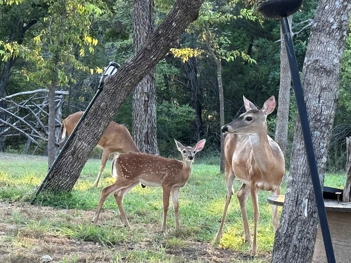 Tented Cabins (United States of America, Valley Mills, Texas)