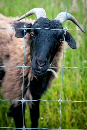 Caravans (New Zealand, Galloway, South Island)