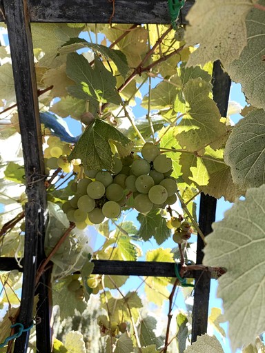 Caravans (New Zealand, Galloway, South Island)