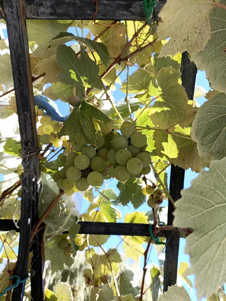 Impressive Secluded Caravan in Galloway, South Island