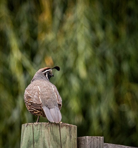 Caravans (New Zealand, Galloway, South Island)