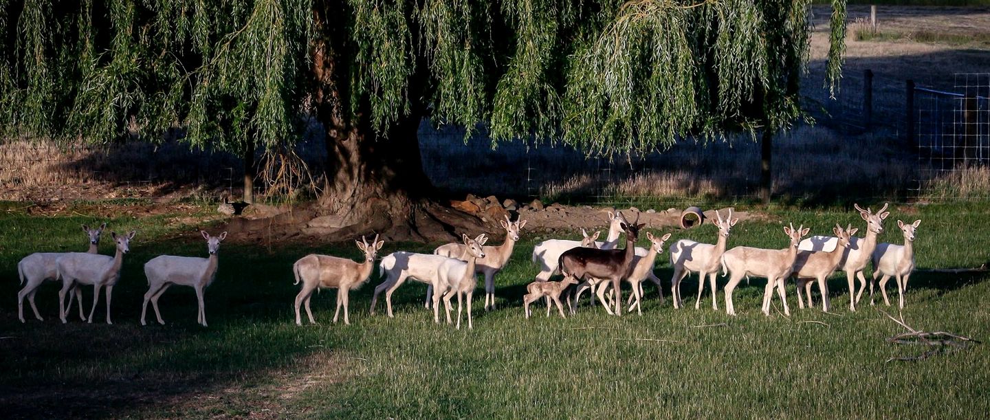 Impressive Secluded Caravan in Galloway, South Island