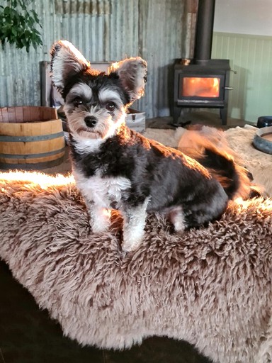 Caravans (New Zealand, Galloway, South Island)