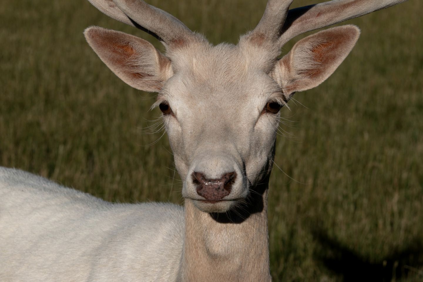 Impressive Secluded Caravan in Galloway, South Island