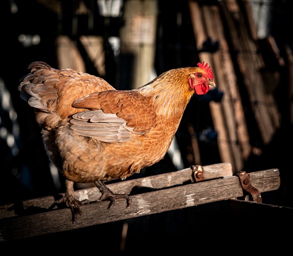 Caravans (New Zealand, Galloway, South Island)