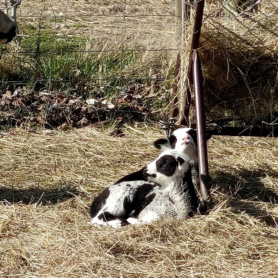 Impressive Secluded Caravan in Galloway, South Island