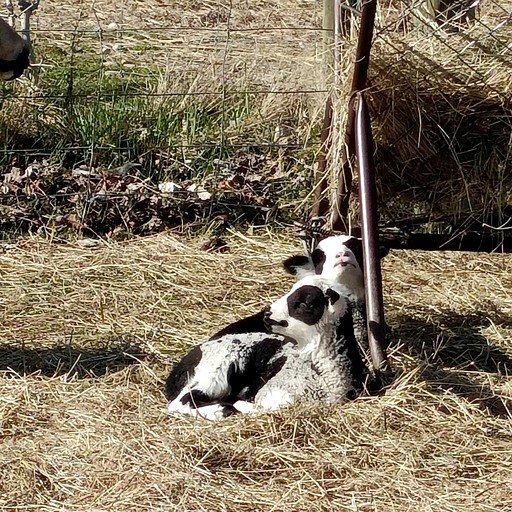 Caravans (New Zealand, Galloway, South Island)