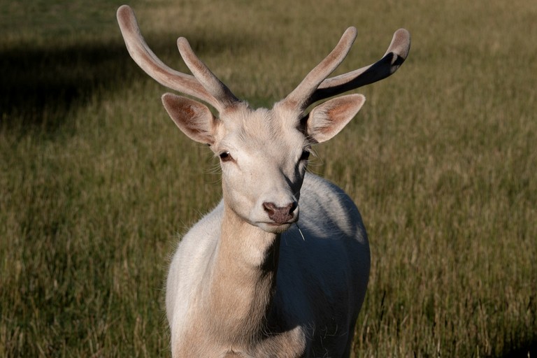 Caravans (New Zealand, Galloway, South Island)