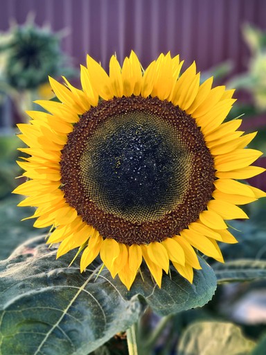 Caravans (New Zealand, Galloway, South Island)