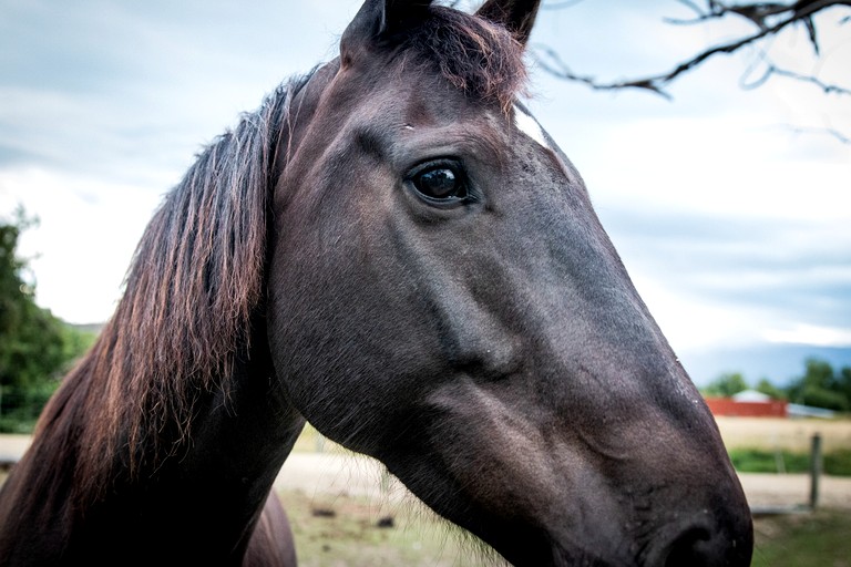 Caravans (New Zealand, Galloway, South Island)