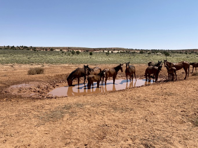Yurts (United States of America, Page, Arizona)