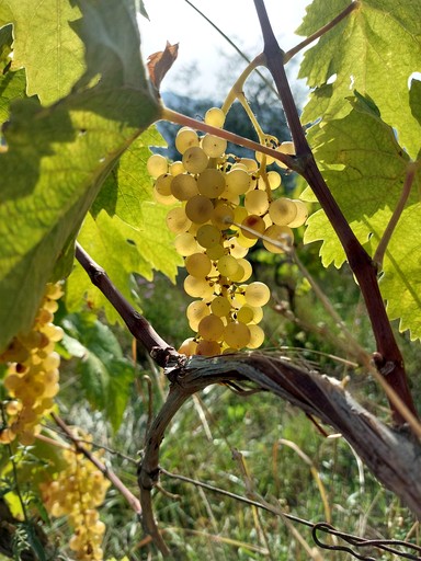 Yurts (Italy, Gerano, Lazio)
