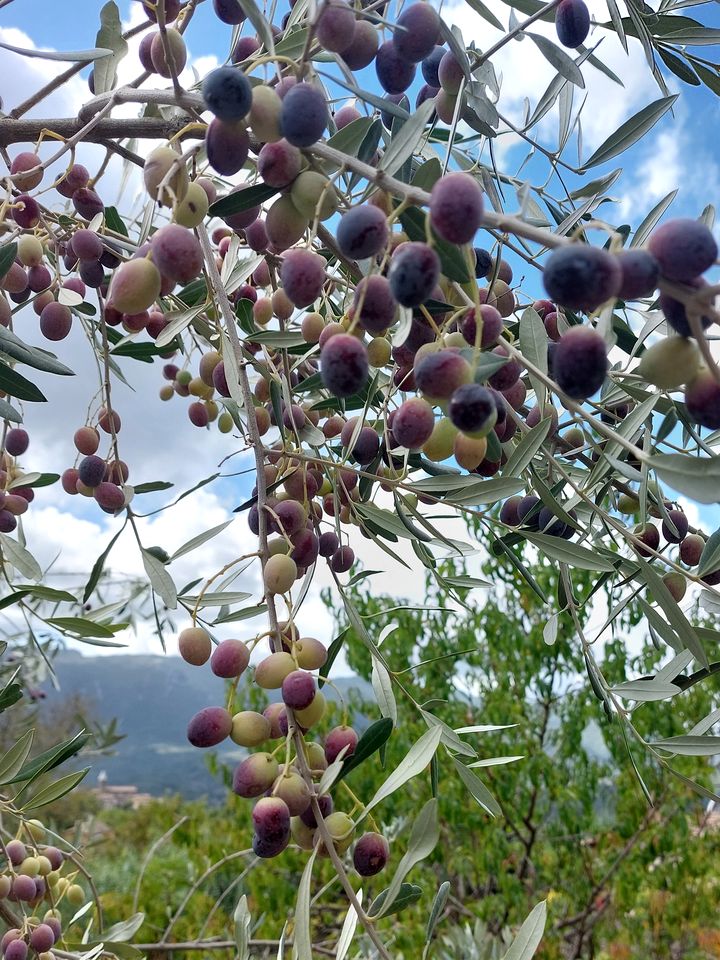 Gorgeous Traditional Yurt on a Wonderful Eco-Farm in Gerano for Glamping near Rome, Italy