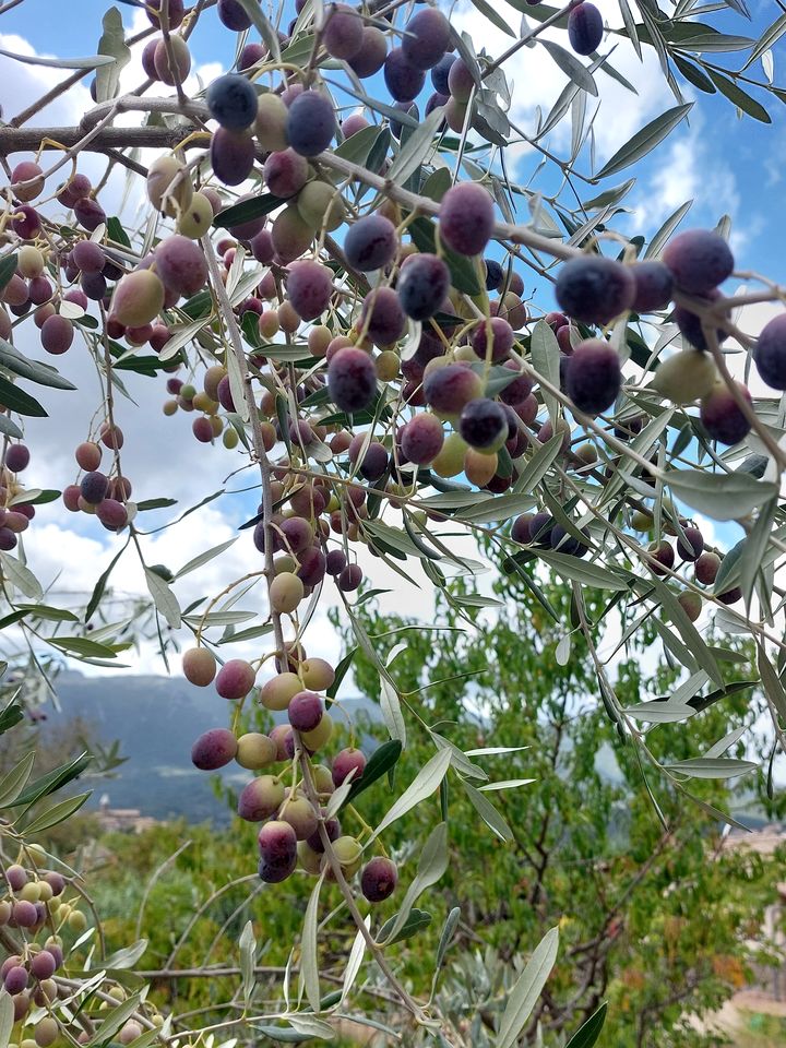 Cozy Traditional Yurt on a Sustainable Farm with Amazing Views for Glamping near Rome, Italy