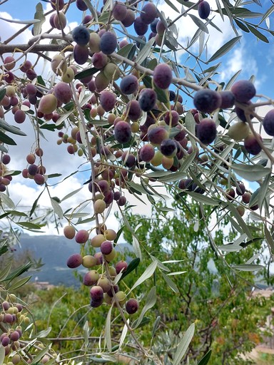 Yurts (Italy, Gerano, Lazio)