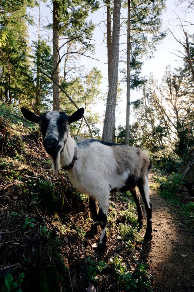 Incredible Safari Tent with Breathtaking Views in Kings Mounatin, California