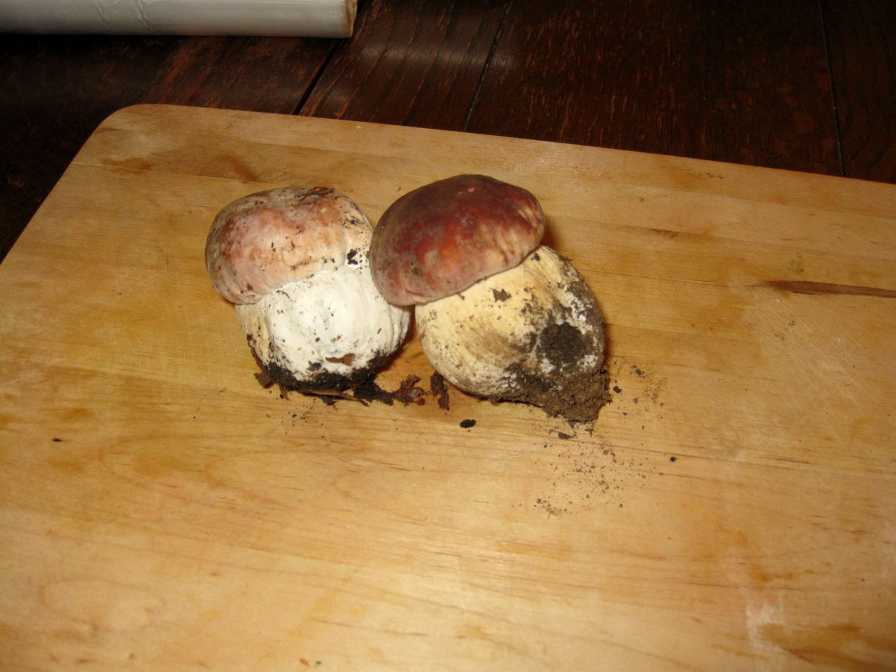 Cozy Vacation Rental Nestled in the Forest in Tuscany, Italy