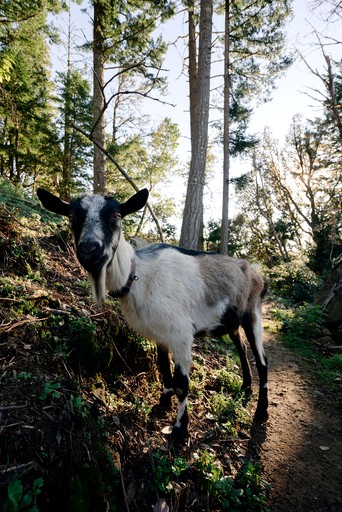 Safari Tents (United States of America, Redwood City, California)