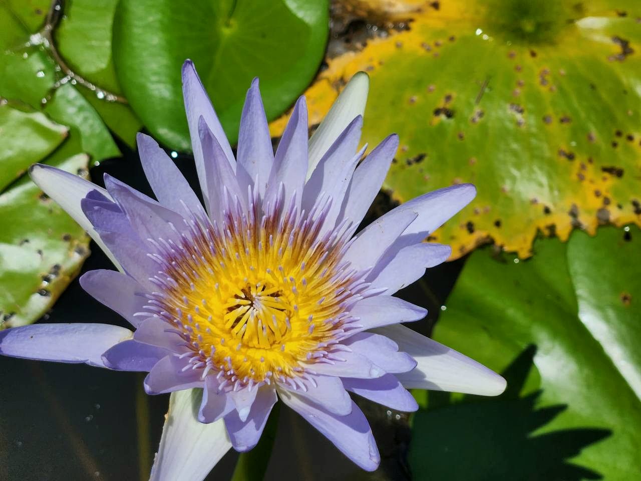 Peaceful Safari Tent on a Serene Retreat in Warranulla, New South Wales