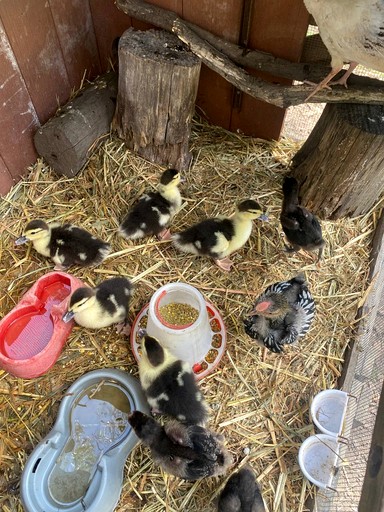 Safari Tents (Australia, --, --)