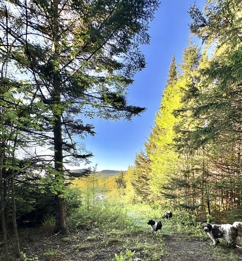 Cabins (United States of America, Barton, Vermont)