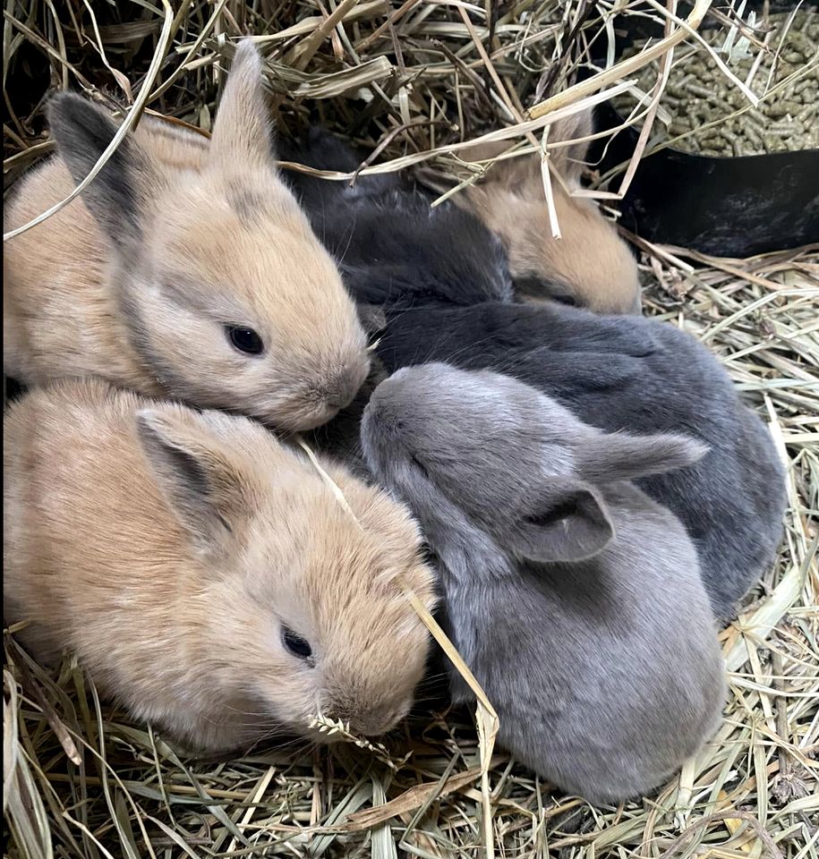 Cozy Canvas Glamping Cabins with Forest Views & Stargazing near Waterfalls in Old Fort, Tennessee