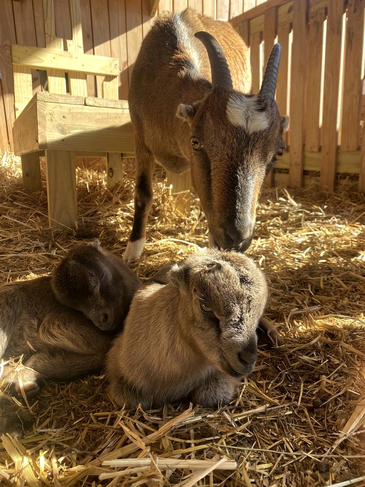 Cozy Canvas Glamping Cabins with Forest Views & Stargazing near Waterfalls in Old Fort, Tennessee
