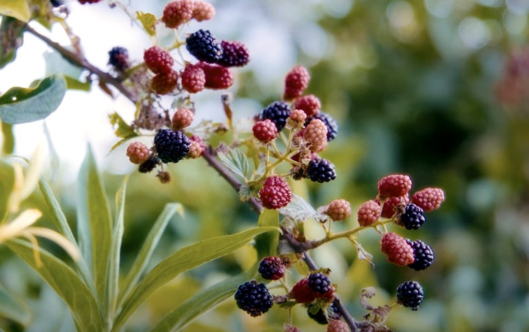 Tented Cabins (United States of America, Old Fort, Tennessee)