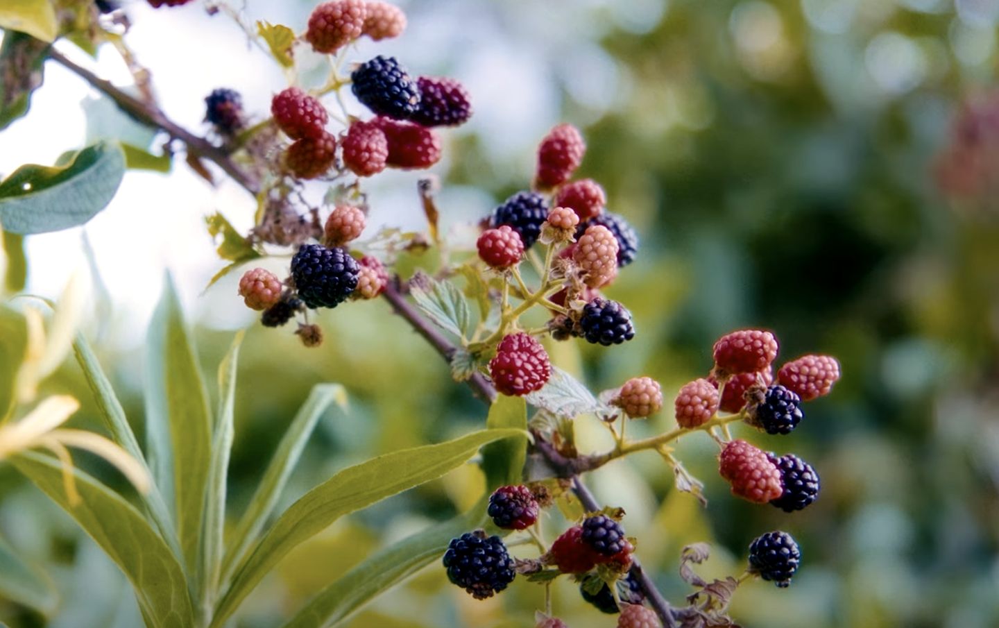 Cozy Canvas Glamping Cabins with Forest Views & Stargazing near Waterfalls in Old Fort, Tennessee