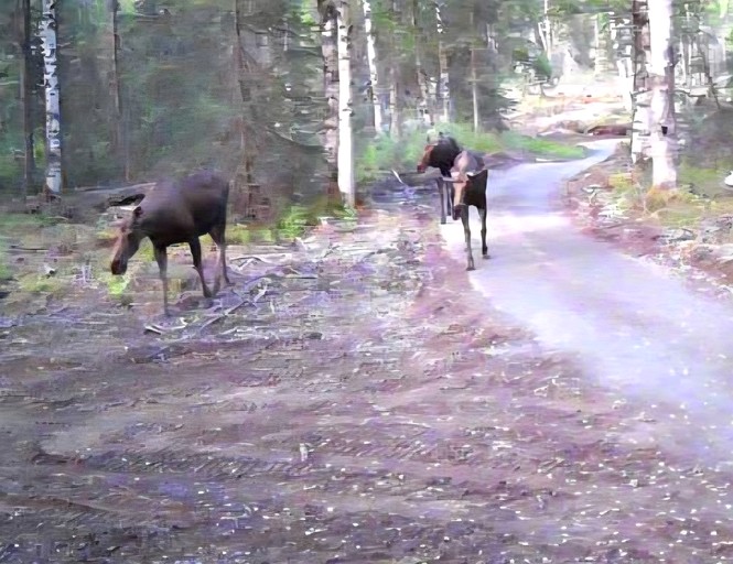 Bell Tents (United States of America, Talkeetna, Alaska)