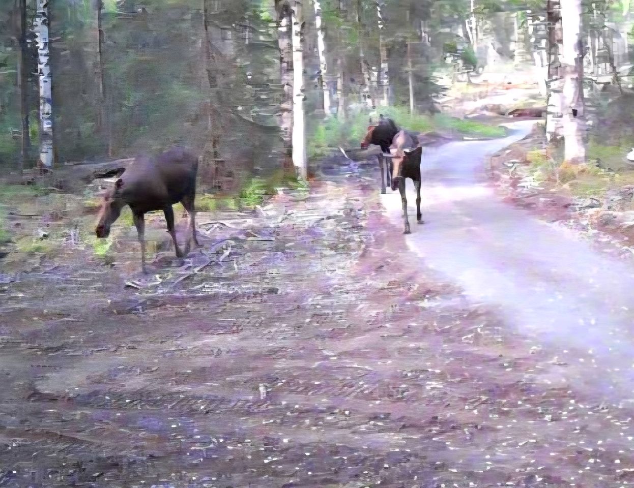 Cozy Bell Tent at an Adults-Only Boutique Outdoor Retreat near Talkeenta, Alaska