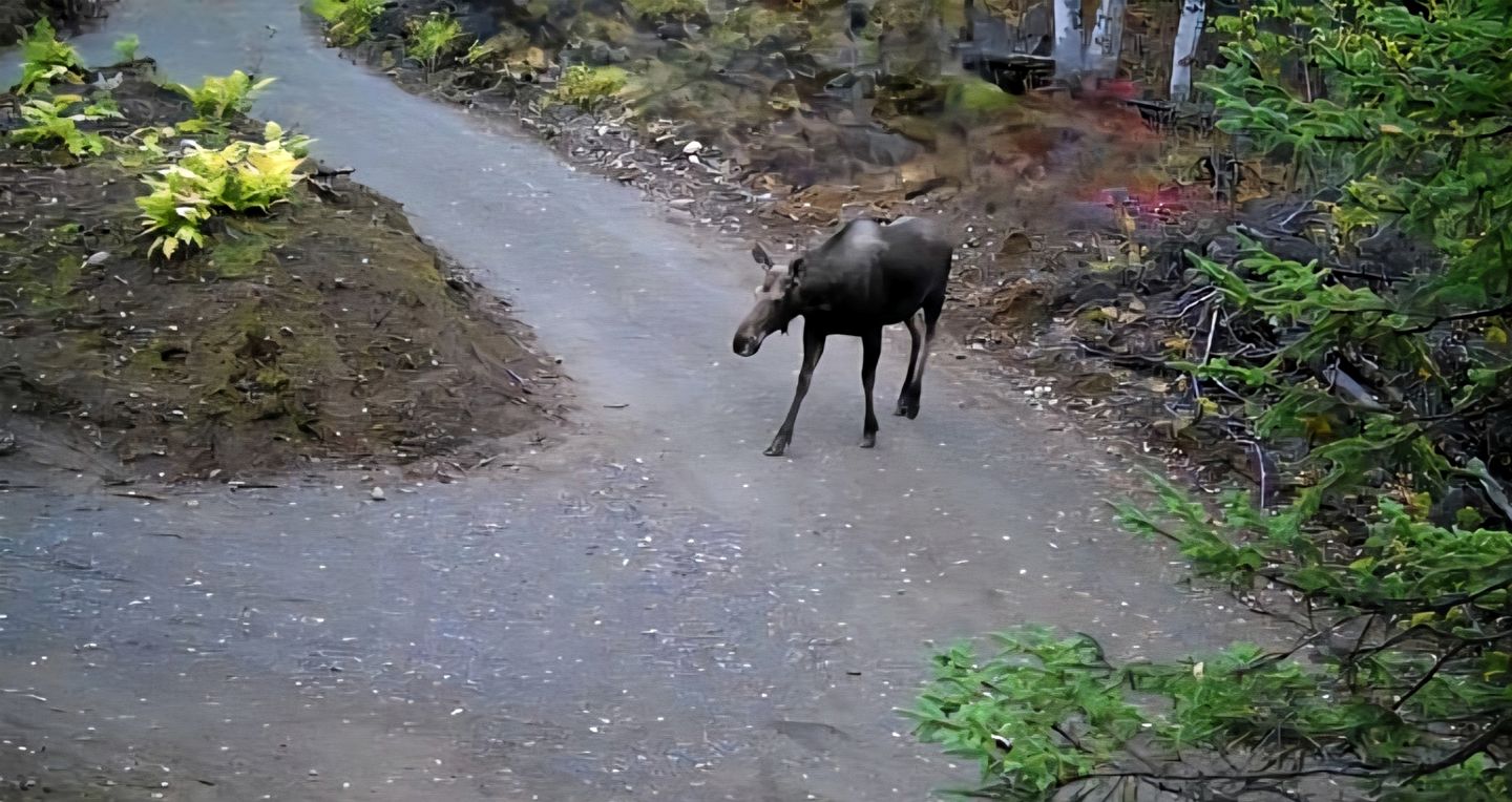 Cozy Bell Tent at an Adults-Only Boutique Outdoor Retreat near Talkeenta, Alaska