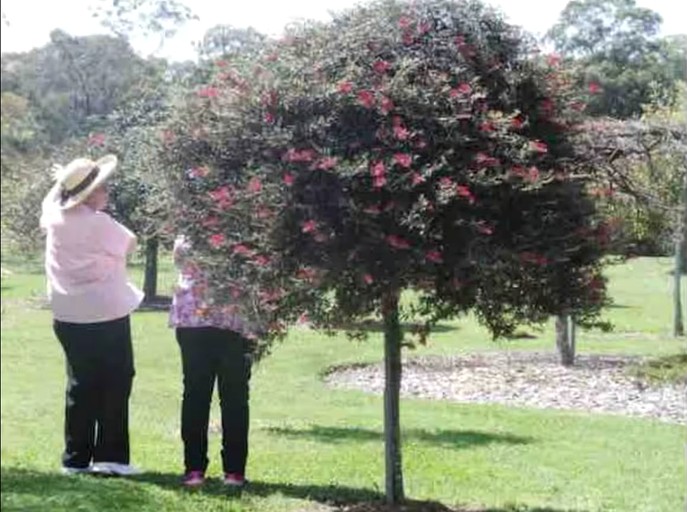 Caravans (Australia, Oakdale, New South Wales)