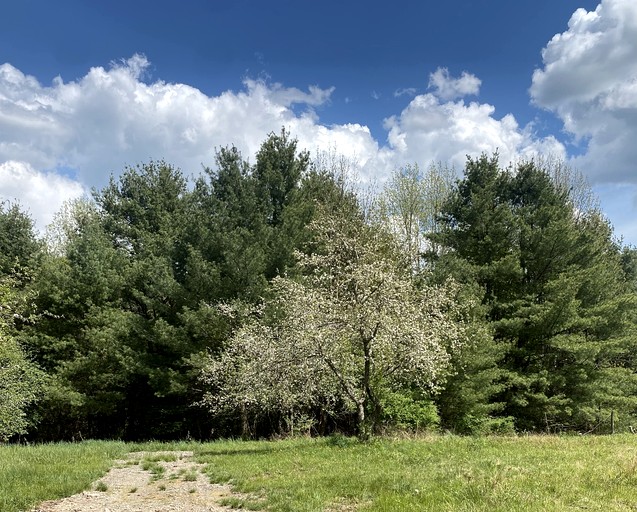 Safari Tents (United States of America, Otego, New York)