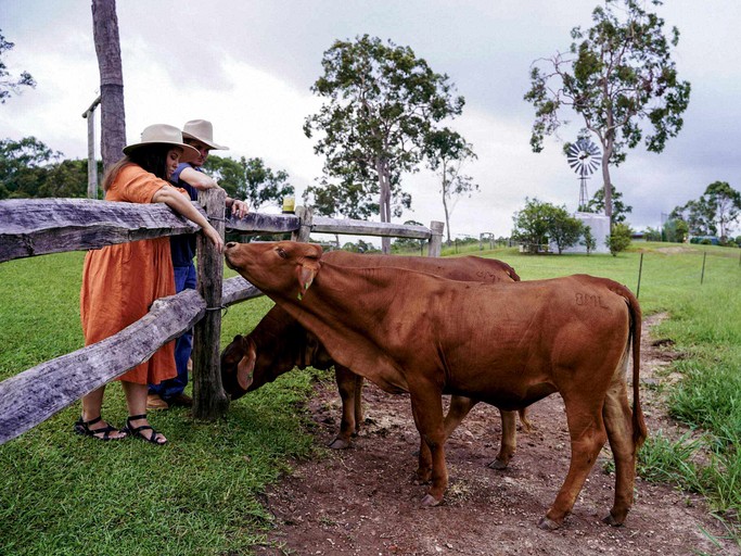 Safari Tents (Australia, Yungaburra, Queensland)